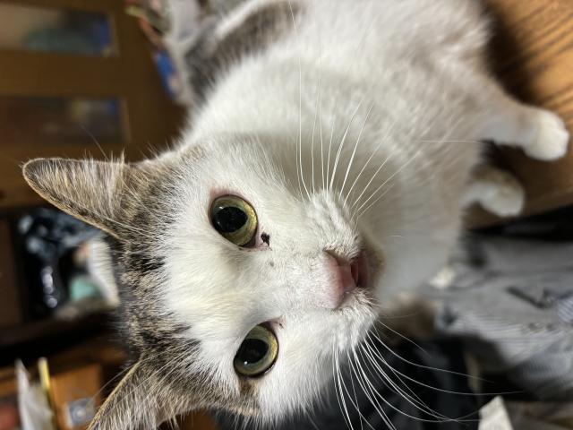 にゃーさん