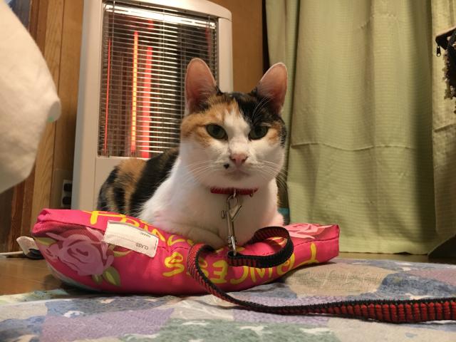 たま