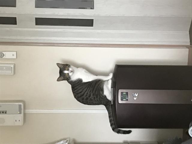 ココ