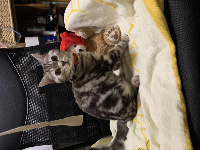 バニラ