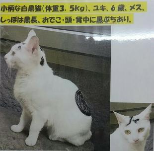 ユキ