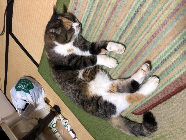 みけ