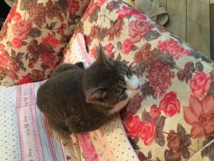 はなこ