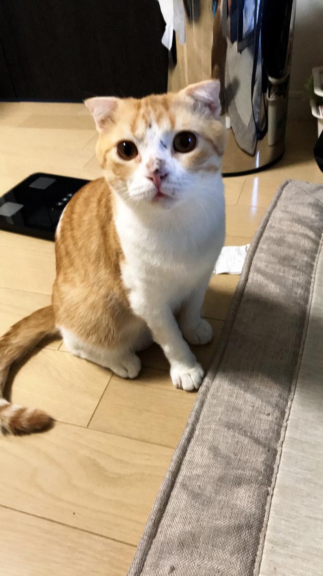 こたろう