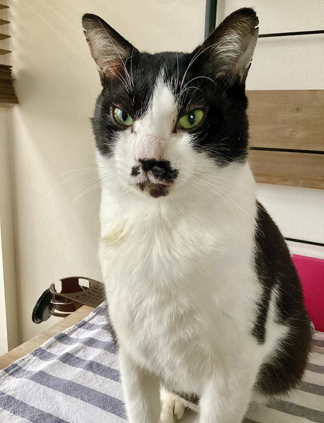 レイ