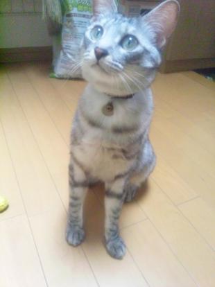 ミュウ