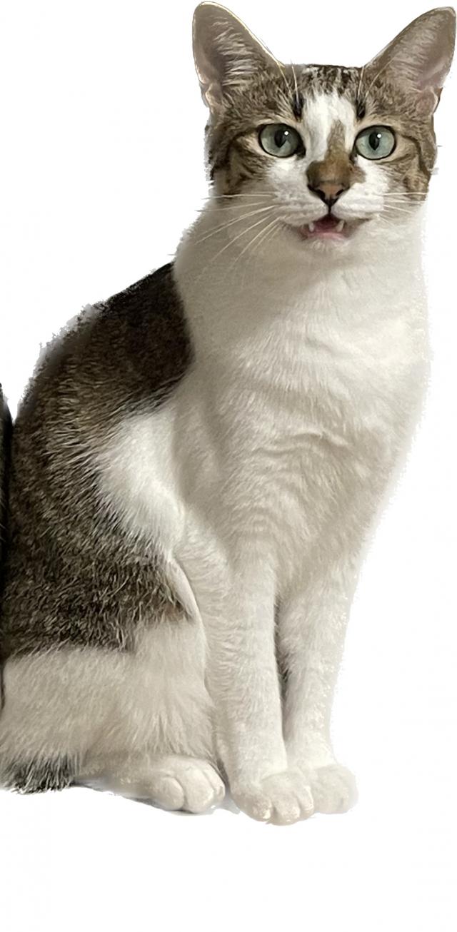 もぺこ