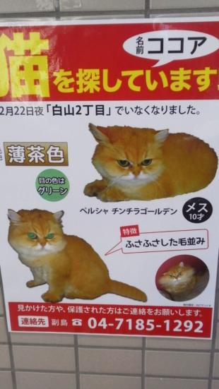 ココア