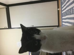 ニャン