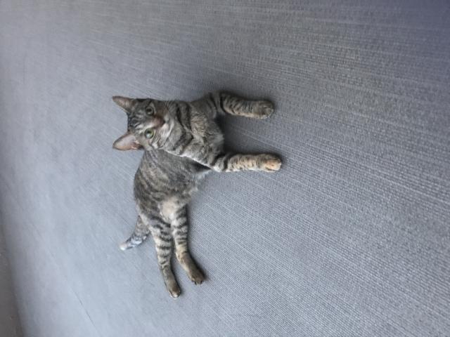 メルモ