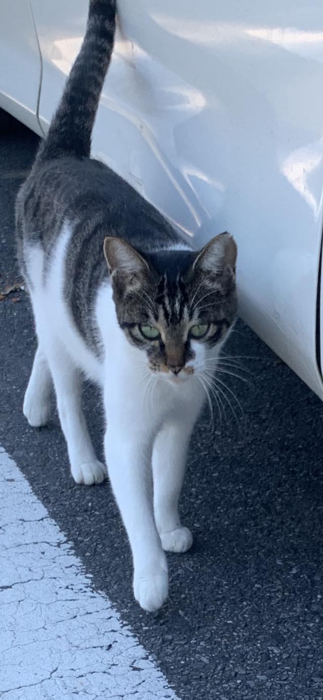 モモ