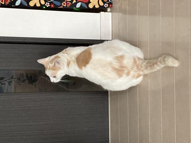 ティム