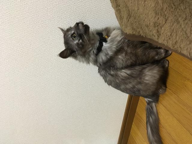 アッシュ