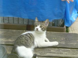 しま猫