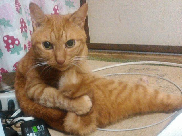 バニラ