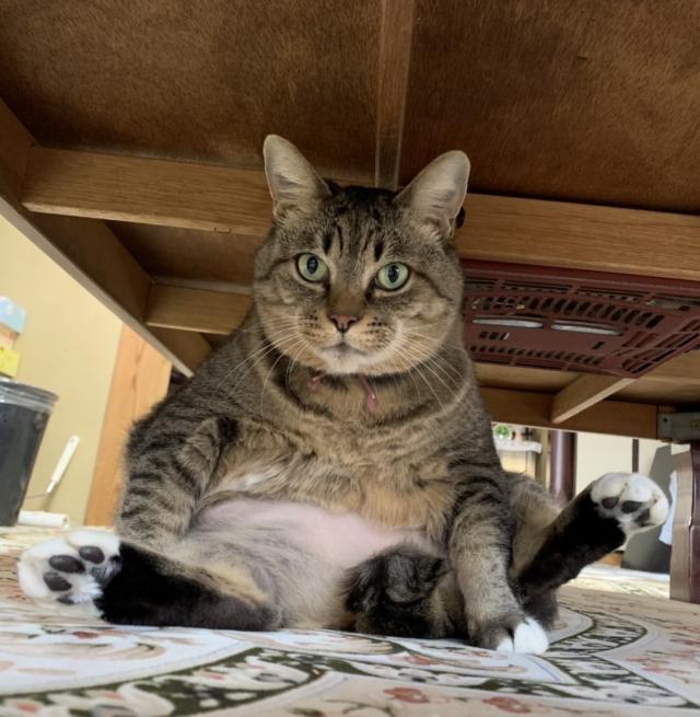 シャッポ