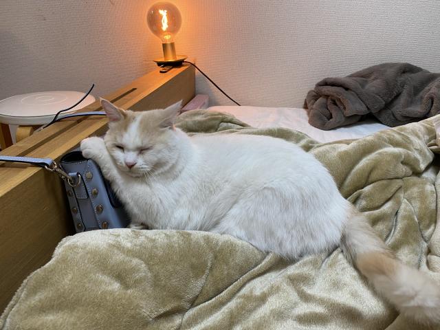 ぼぼ