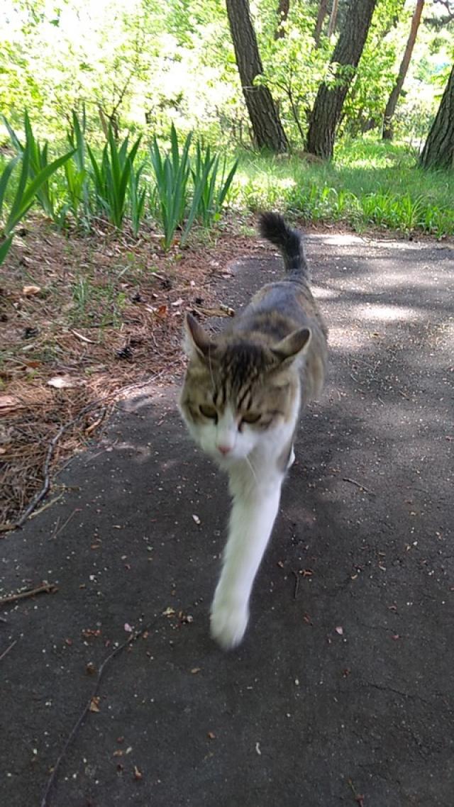 たま