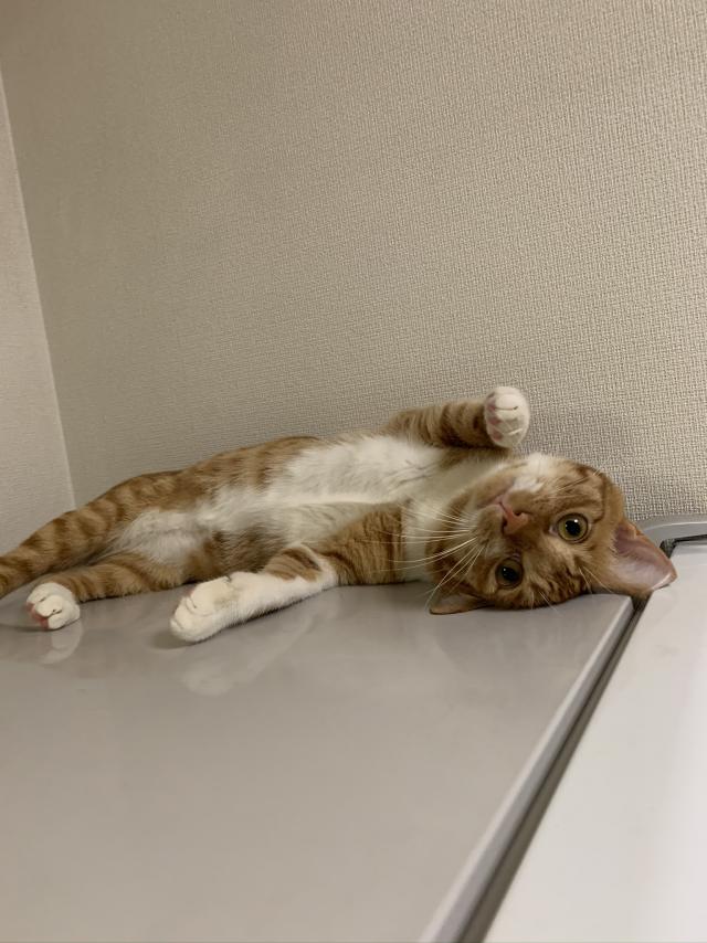 ふう