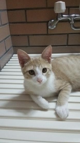 チャチャ