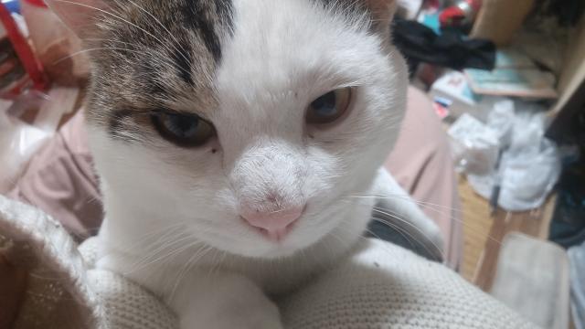 こちょ
