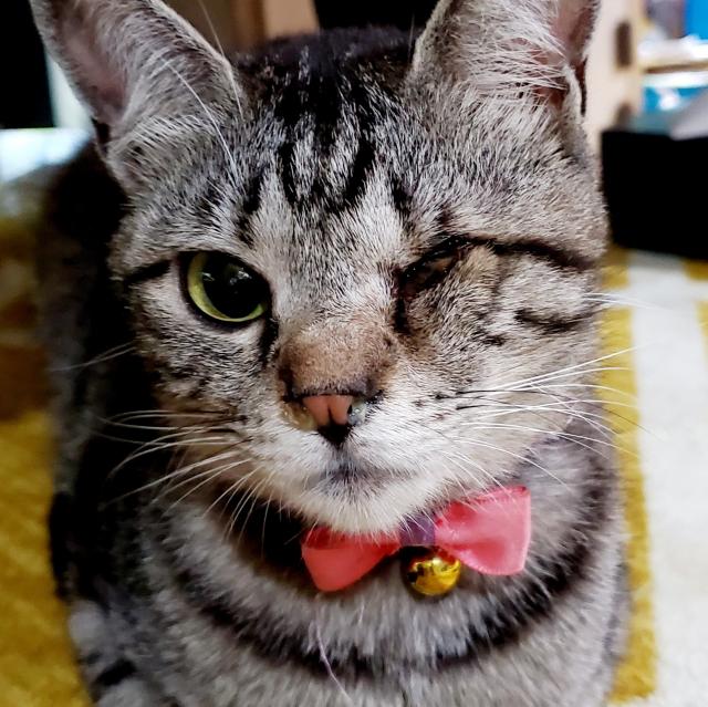 のん