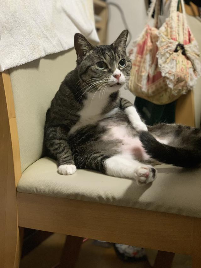 ピノ