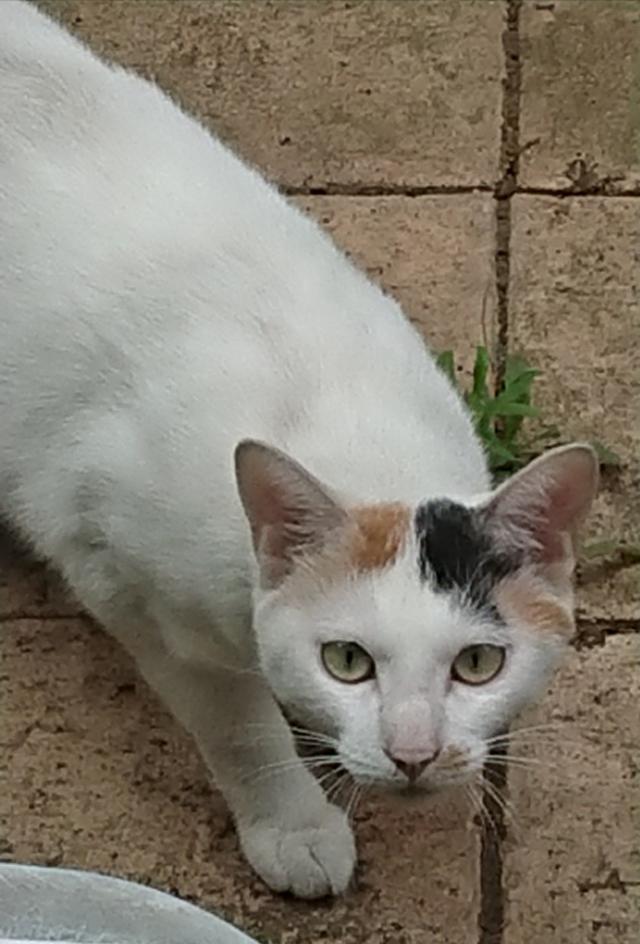 しろちゃん