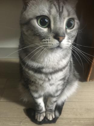 まめた