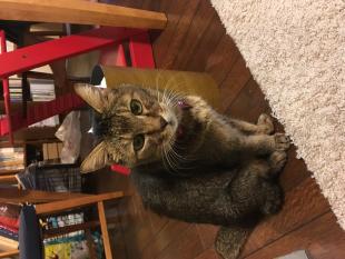 さくら