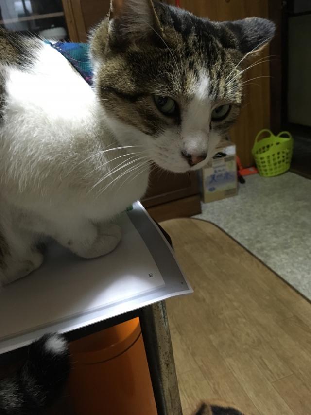 マオ