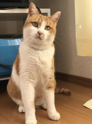 さくら