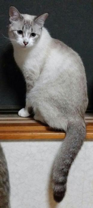 シロ