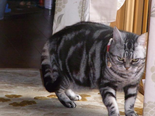 モンテ