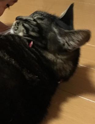コアラ