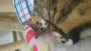 ぎゅうにゅう