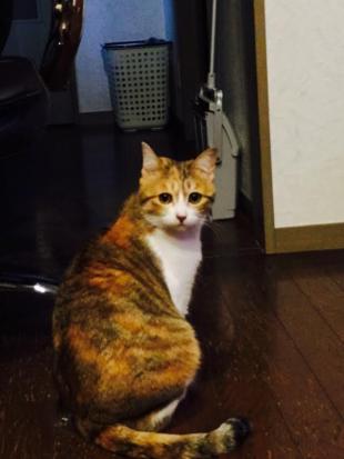 ミケ