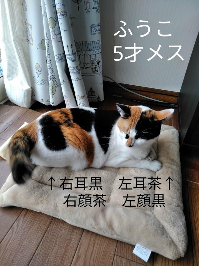 ふうこ