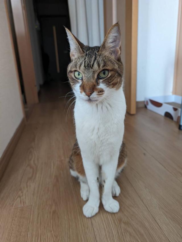 ポン