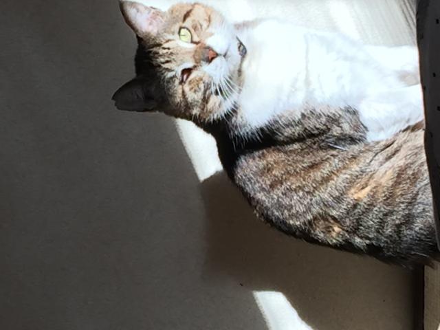 ハリー