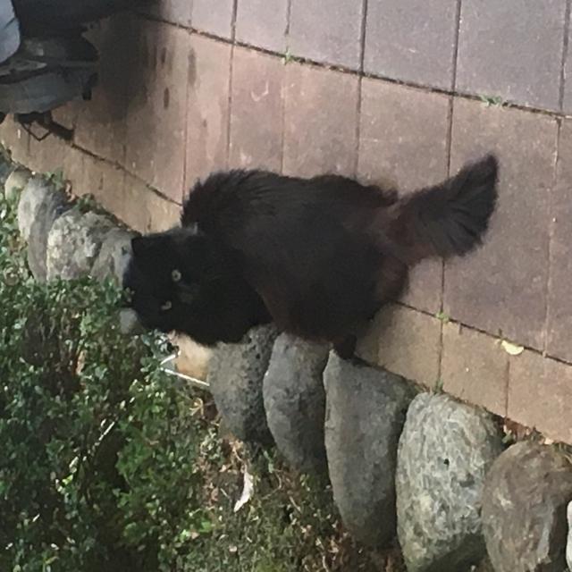 ムック