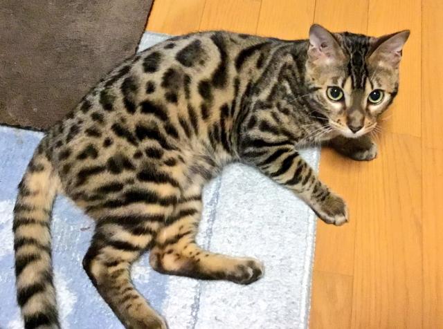 龍馬