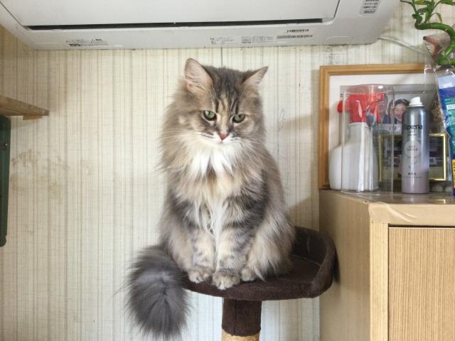 アキ