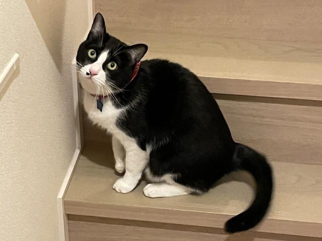 ハッチ