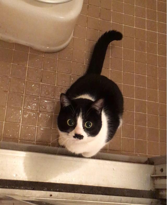 なつめ