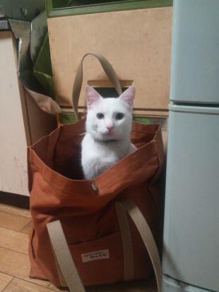 ジュニア