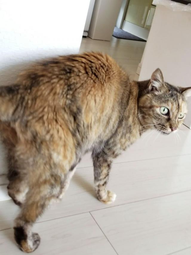 ポチちゃん