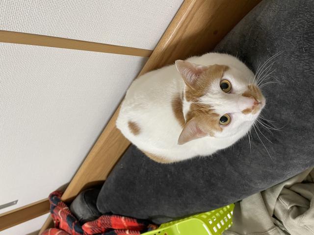 ナッツ