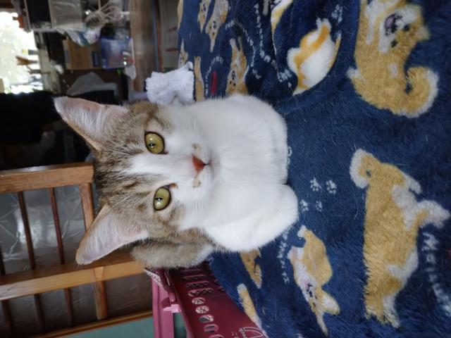 モギ