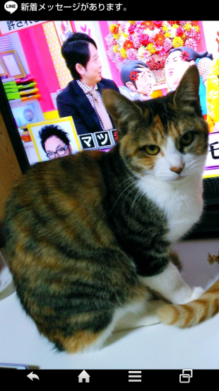 むむ 三毛猫
